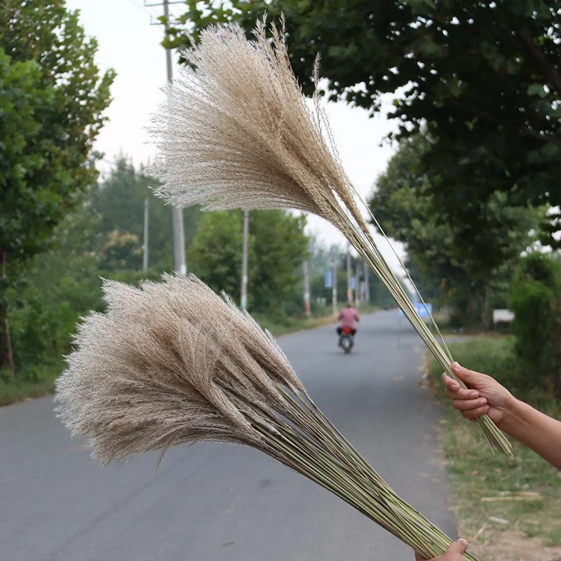 Bleached pampas grass, 145 cm, 10 pieces