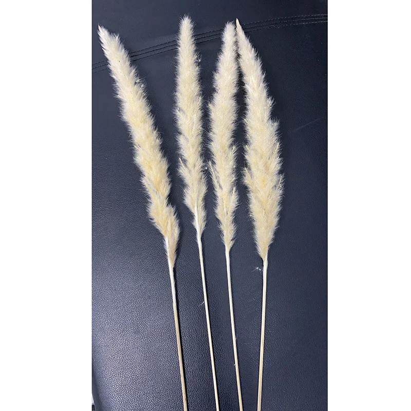 Bleached pampas grass, 145 cm, 10 pieces