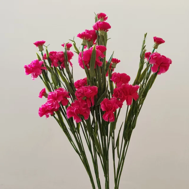 Realistic Carnation Floral Stem