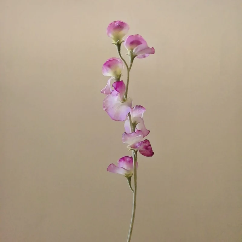 Elegant Silk Sweet Pea Stem