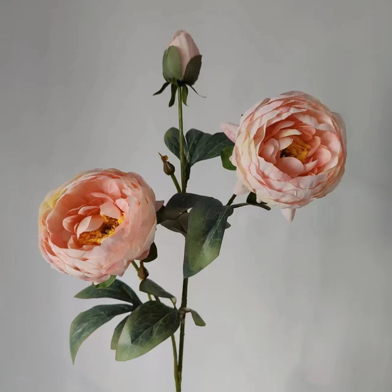 Elegant Peony Flower Stem
