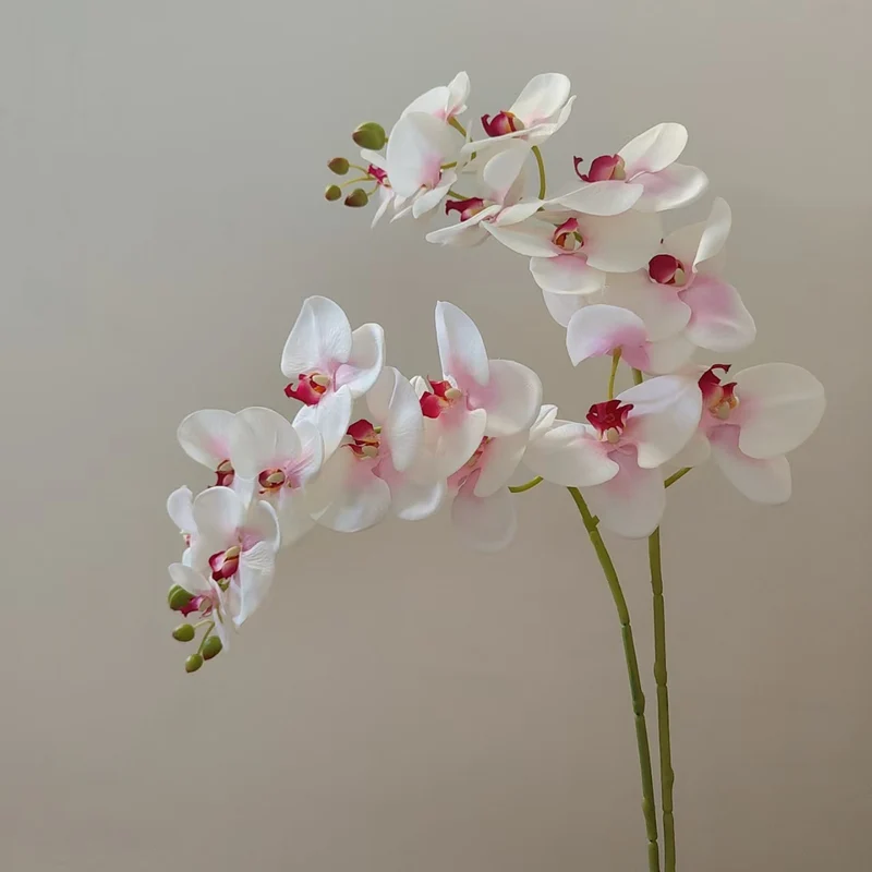 Elegant Orchid Stem