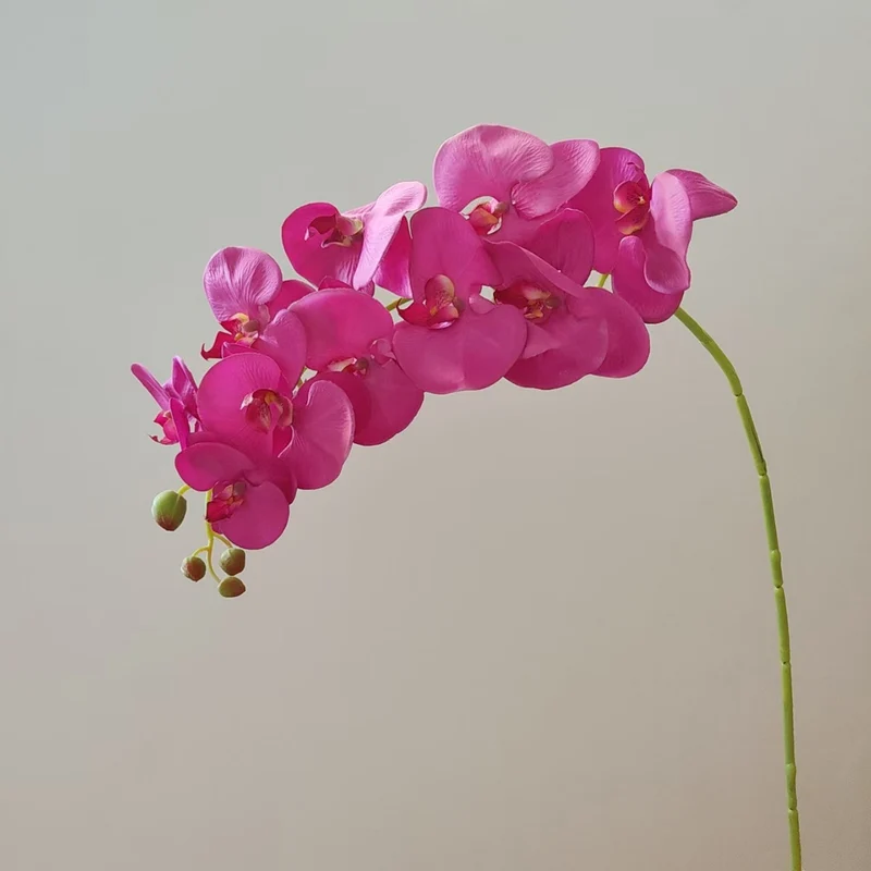 Elegant Orchid Stem