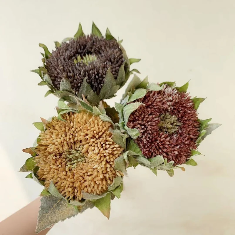 Dried Sunflower Stem