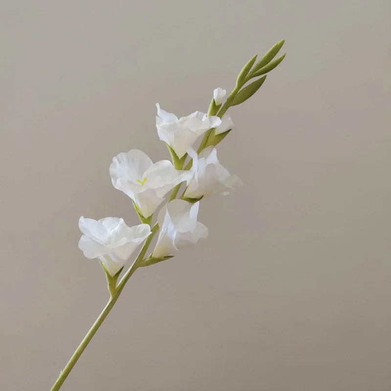 Orchid Floral Stem