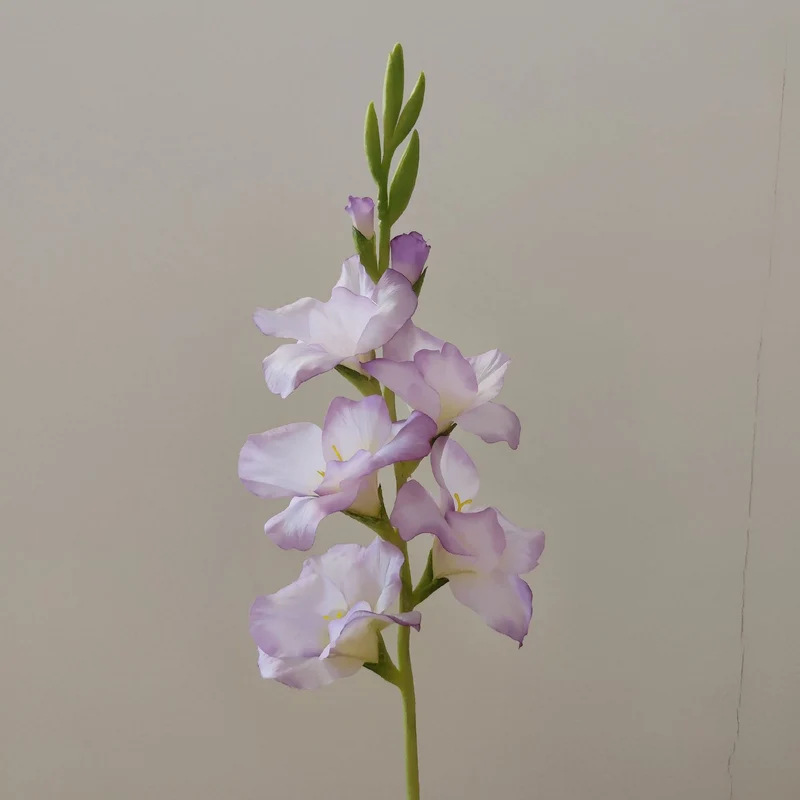 Orchid Floral Stem