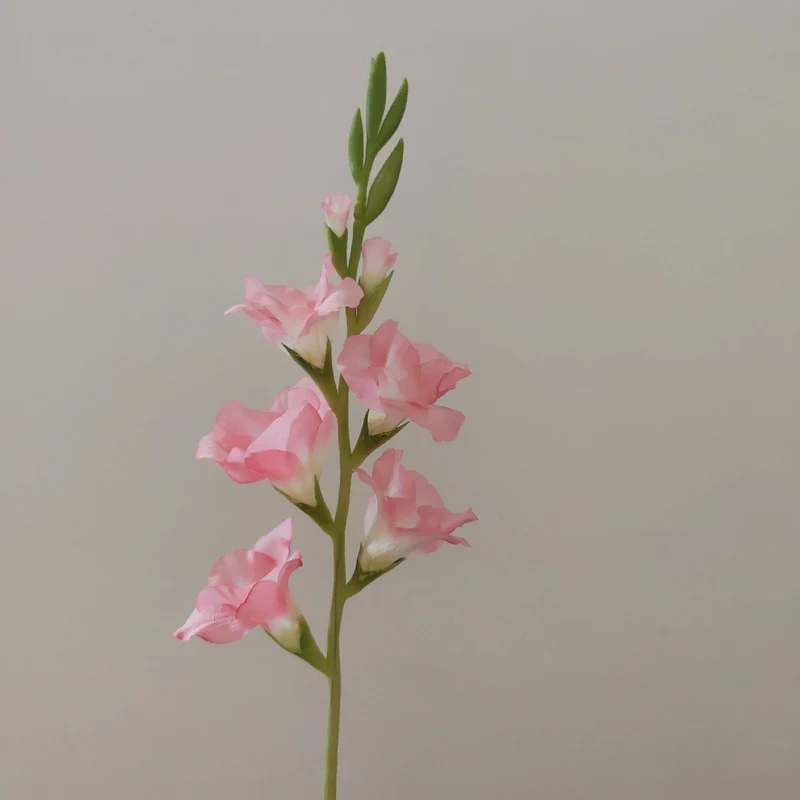Orchid Floral Stem