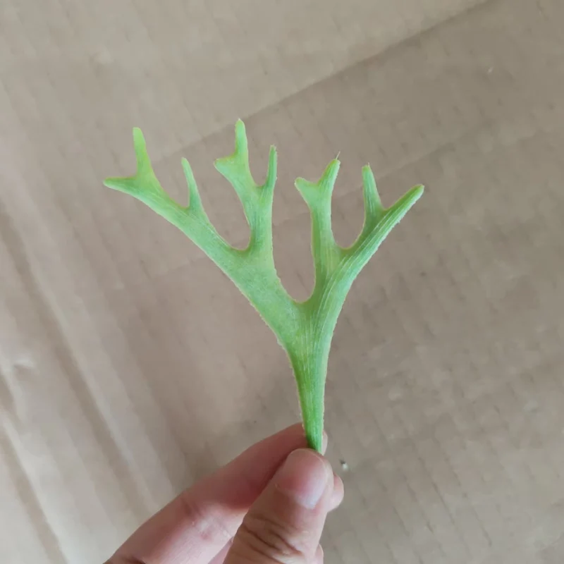 Decorative Green Fern Stem