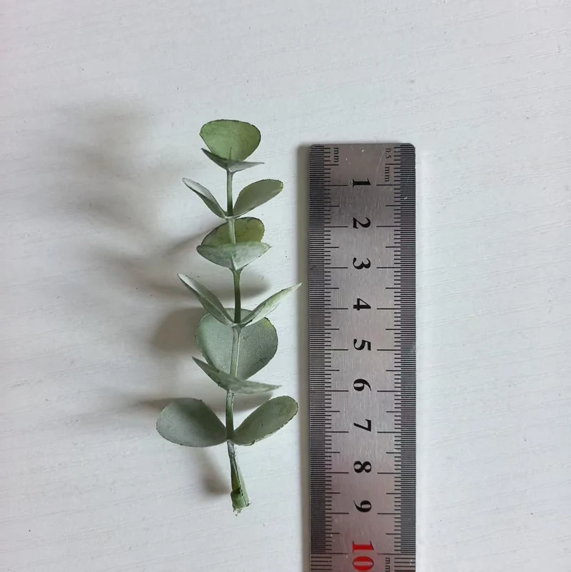 Decorative Eucalyptus