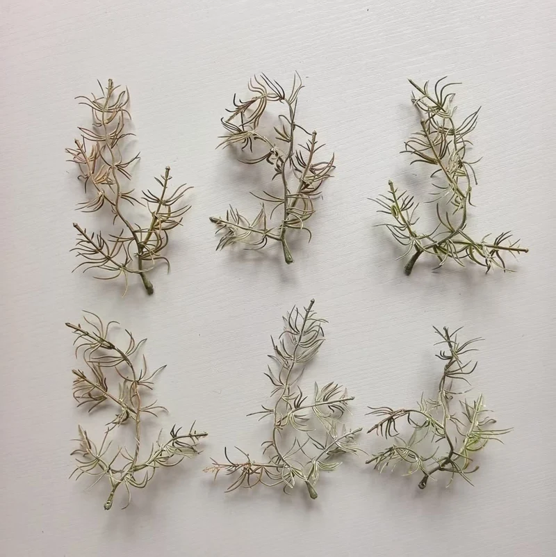 Decorative Air Plant