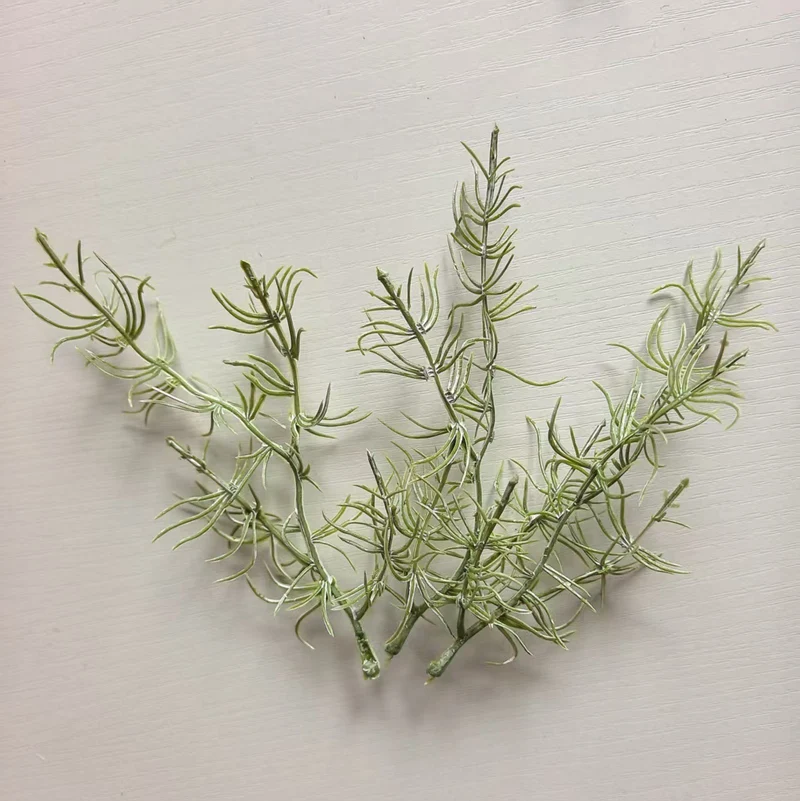 Decorative Air Plant