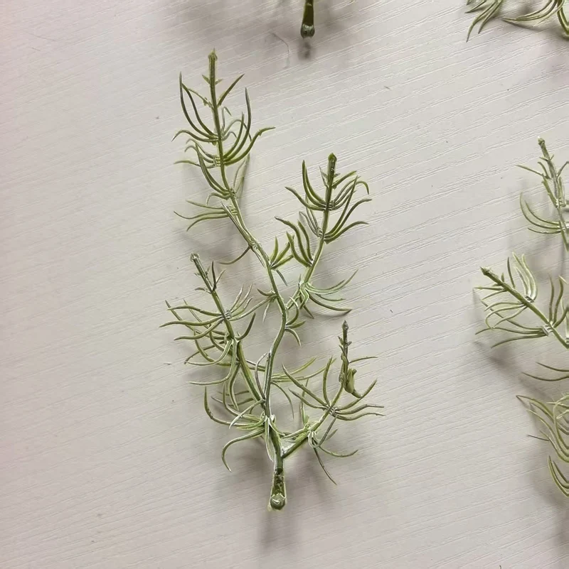 Decorative Air Plant