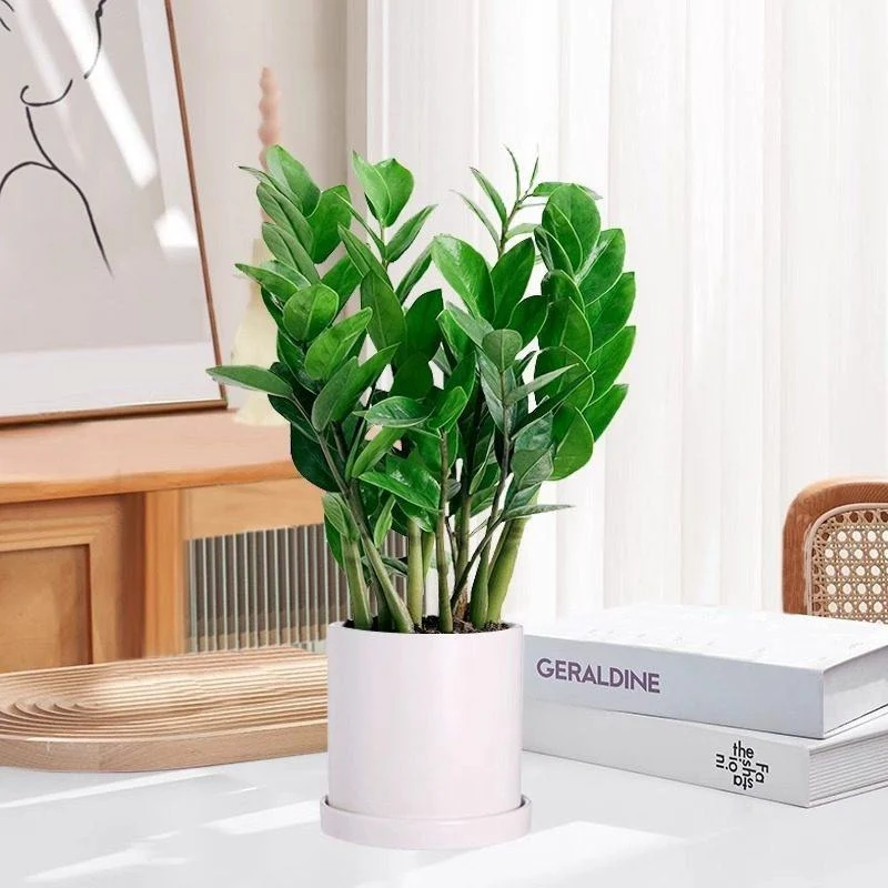 Money tree houseplant, various sizes