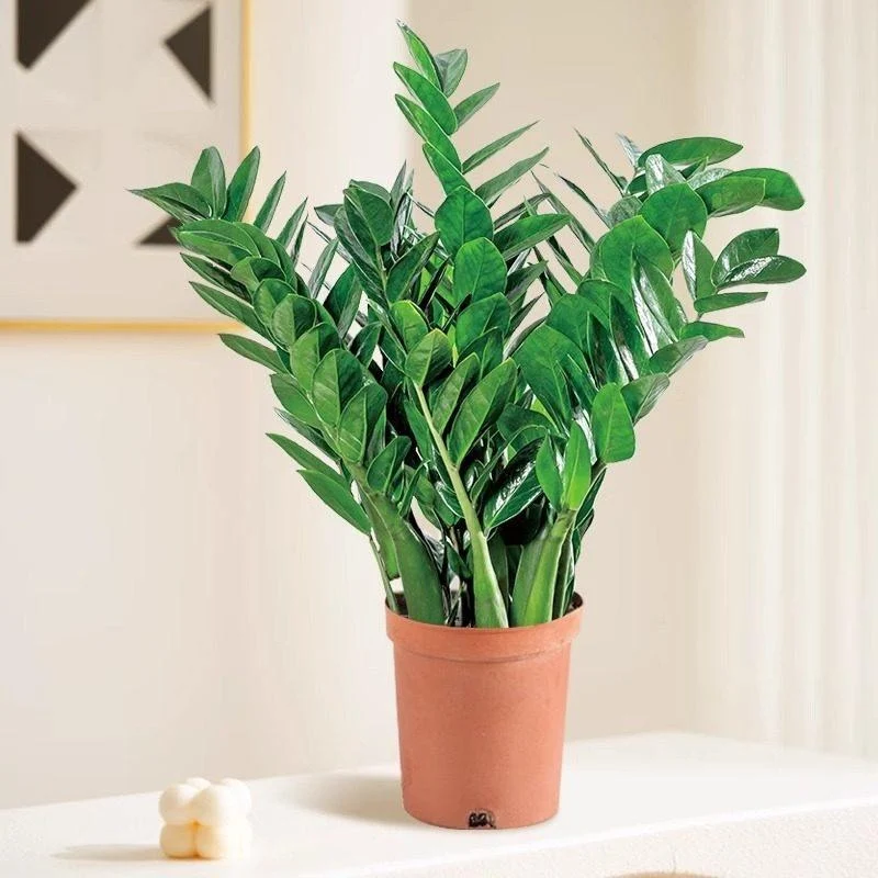 Money tree houseplant, various sizes