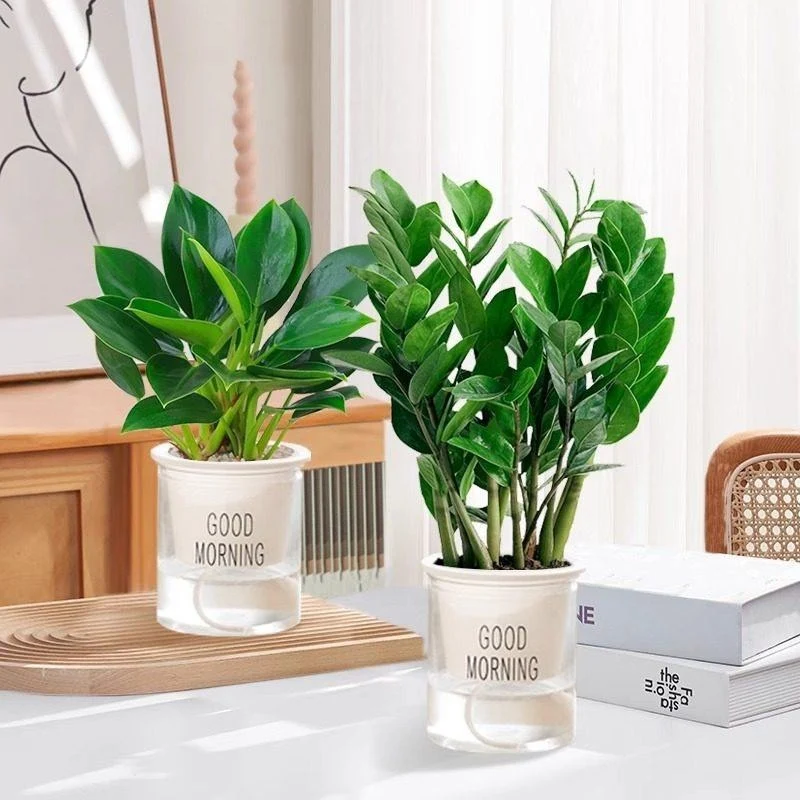 Money tree houseplant, various sizes