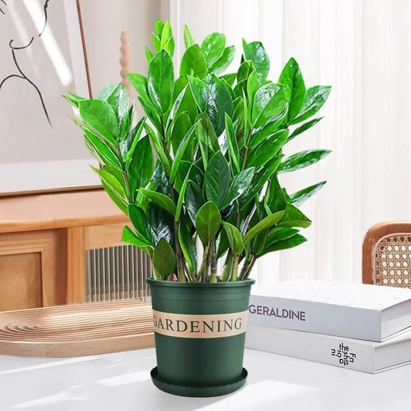 Money tree houseplant, various sizes