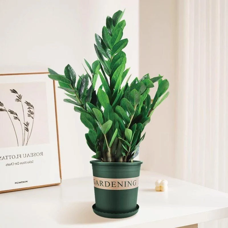Money tree houseplant, various sizes