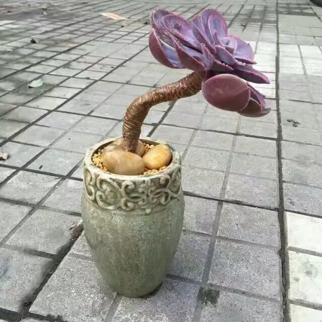 Domestic Flower Vase Stornfield