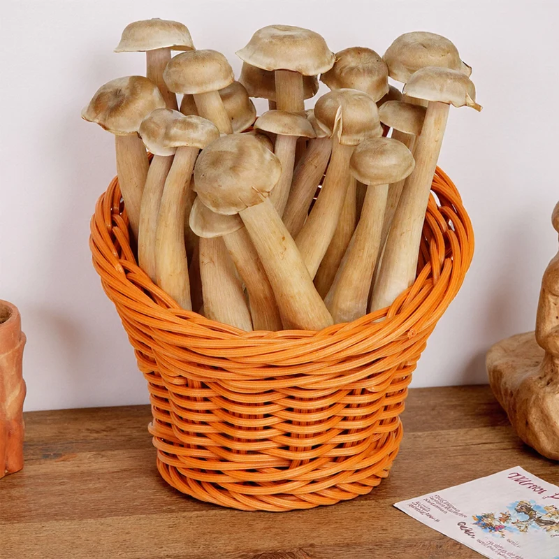 Eco-Friendly Wicker Plant Holder Stornfield