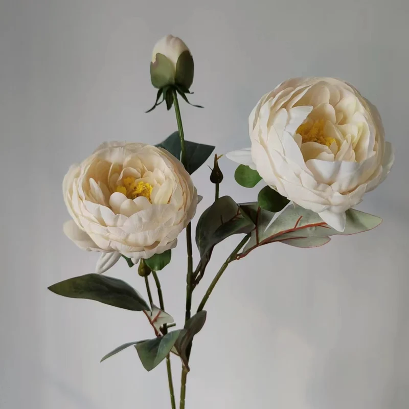 Elegante Pfingstrose Blumenstiel
