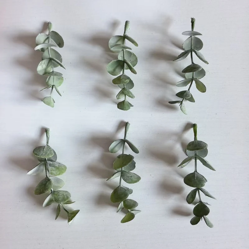 Dekorativer Eukalyptus