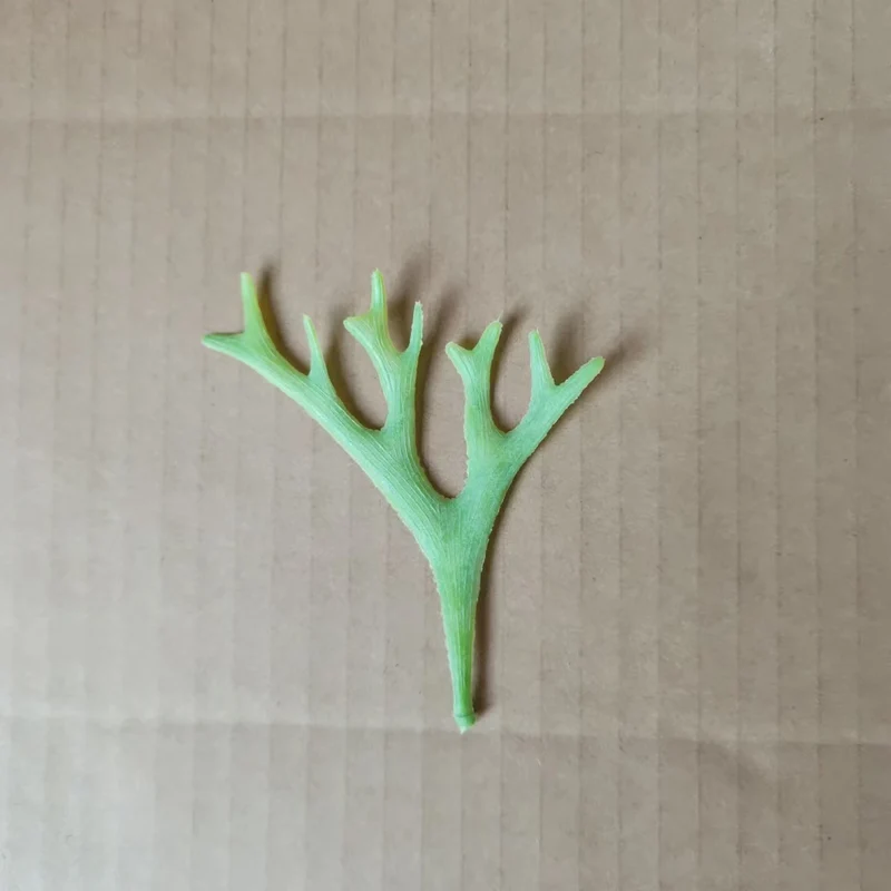 Dekorative botanische Blattstiel