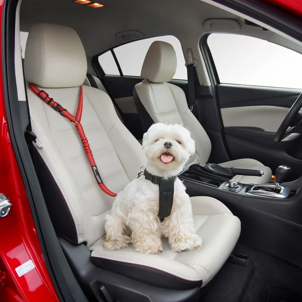 Justerbar Bil Hundesele | Luvikno