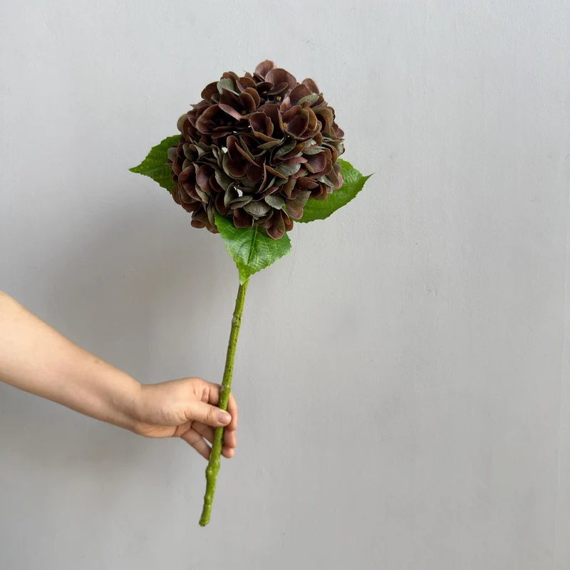 Hortensie Dekorativstiel