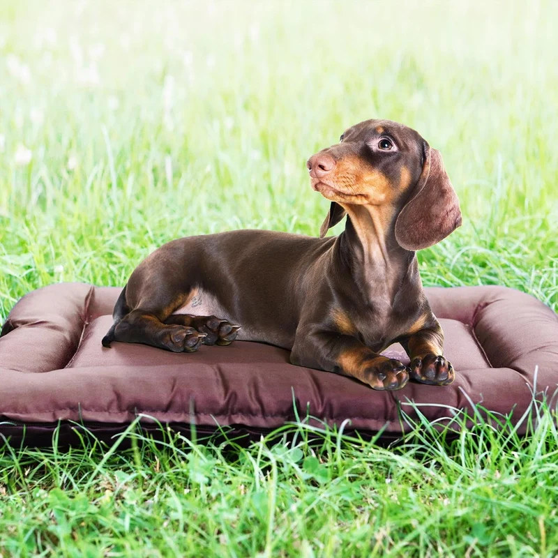 LazyBag Hundebett - Wasserfestes & Robustes Hundekissen für Hunde