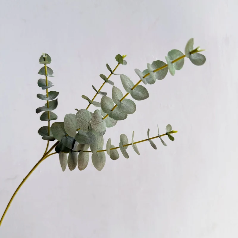 Premium Eucalyptus Stem