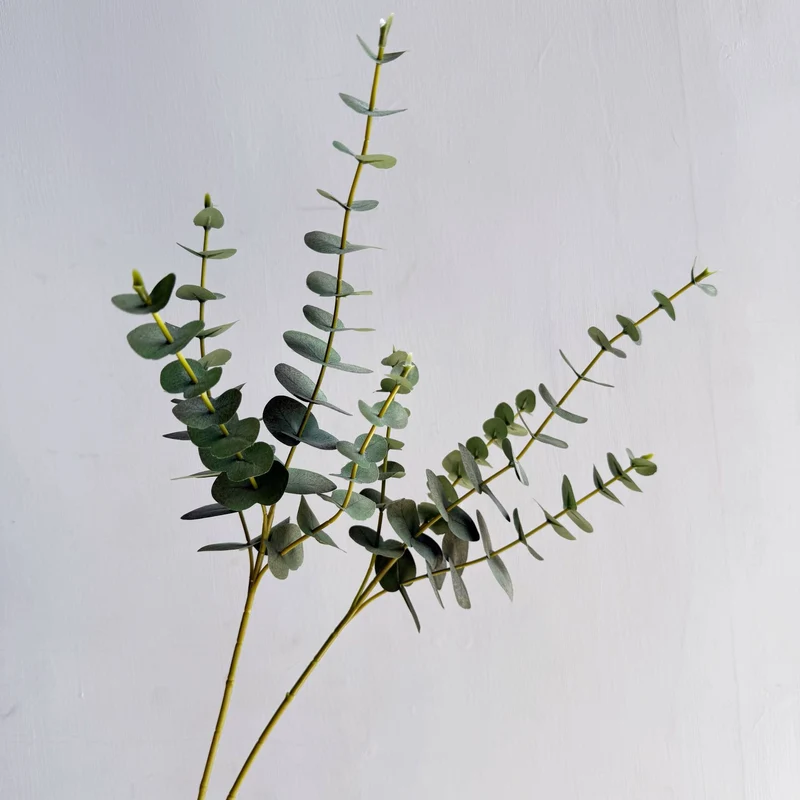 Premium Eucalyptus Stem