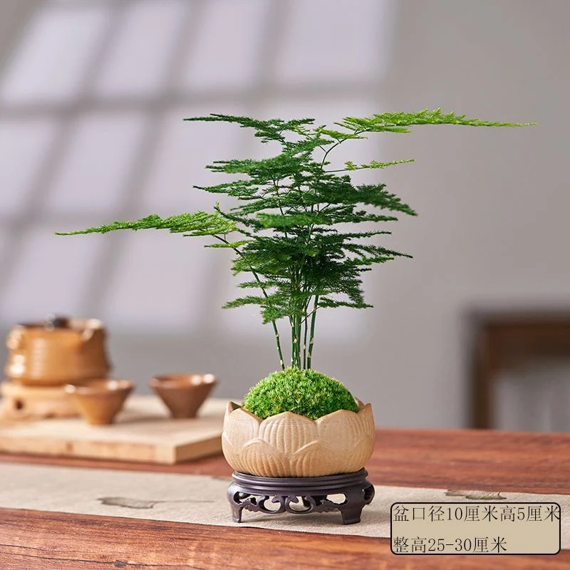 Miniature Bonsai Plant Decoration
